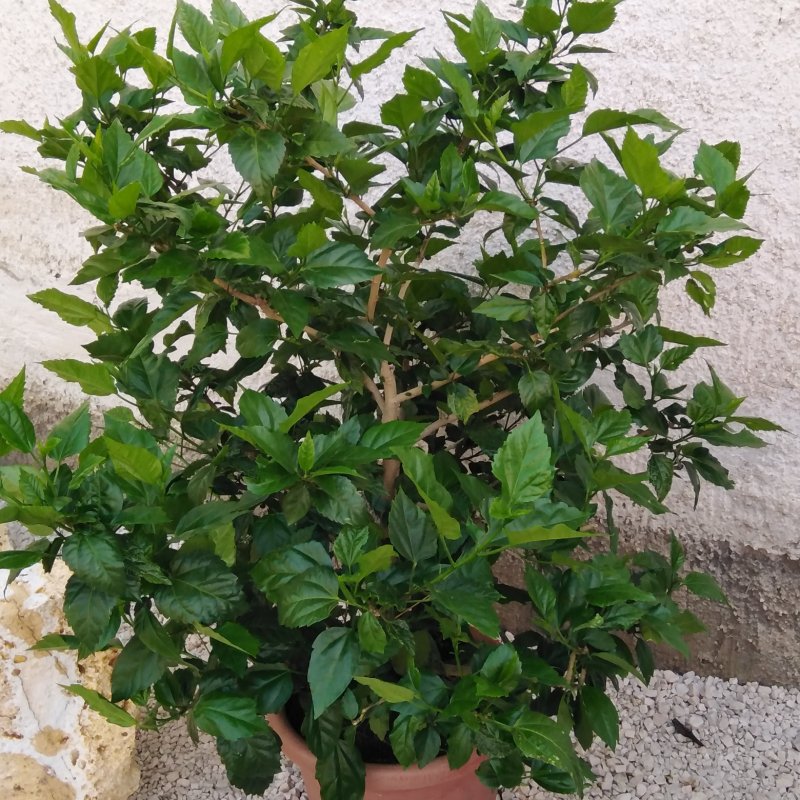 Géczi Bernadett kertje 04